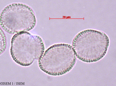 ISEM 1/Aurinia_sinuata_27858/Aurinia_sinuata_27858_0001(copy)_thumb.jpg